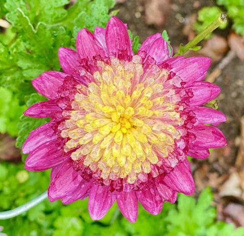 Dark pink petals on an Aster flower with a blazing yellow center