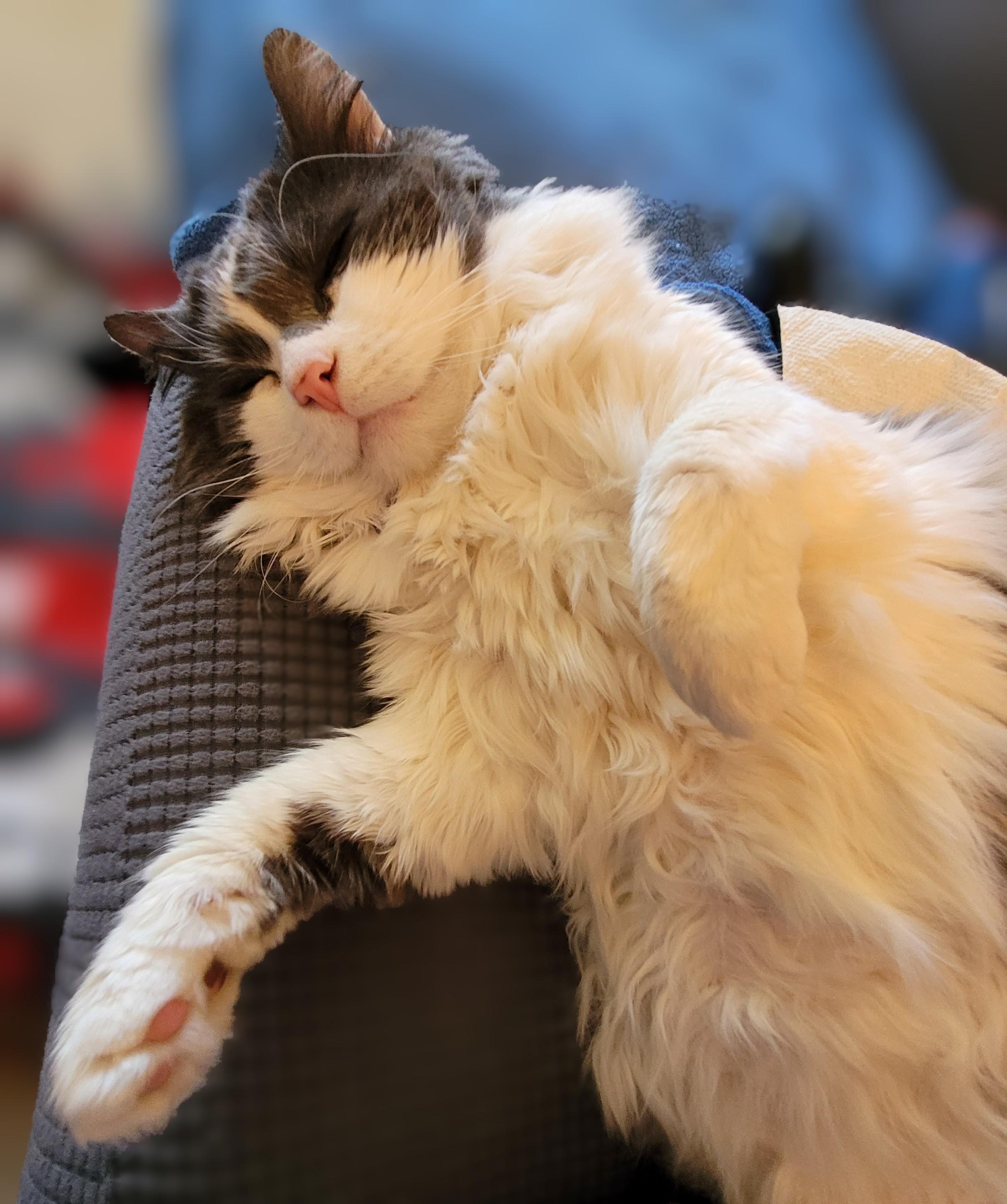 Sean, a grey and white fluffy cat, snoozing next to me on the sofa.  He is laying on his side, with one paw tucked up and the other stretched out.  His belly fur is very messy from belly rubs.
