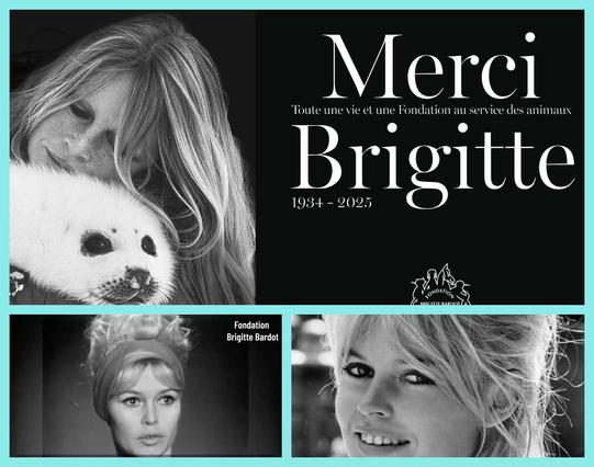 She shocked the world in And God Created Woman 🎬🔥 and devoted her later years to saving animals 🐾 Brigitte Bardot leaves a legacy unlike any other.
Read the full memorial: https://tinyurl.com/h76p9872
#BrigitteBardot #FilmLegend #AnimalRights #CulturalIcon 🌟