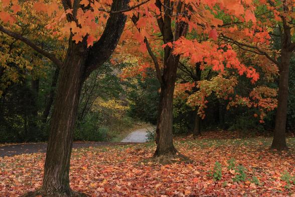 This is an autumn landscape format photo of three trees that are on one side of an accessible hiking trail that runs through an urban forest. The leaves on the tress are an orangish red colour. Many leaves have fallen to the ground and cover the grass at the base of these trees. The trail can be seen descending down a gentle slope into a lower section of the trail. Although some leaves in the distance are still green, this photo definitely has an autumn vibe to it.
