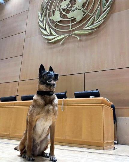 @UNGeneva

Foto del año:

Conoce a Thor, uno de @UNGeneva los perros #K9Unit más experimentados que ayudan a garantizar la seguridad de las instalaciones de la ONU.

Foto de la ONU/Adrian Vasu Veluppillai