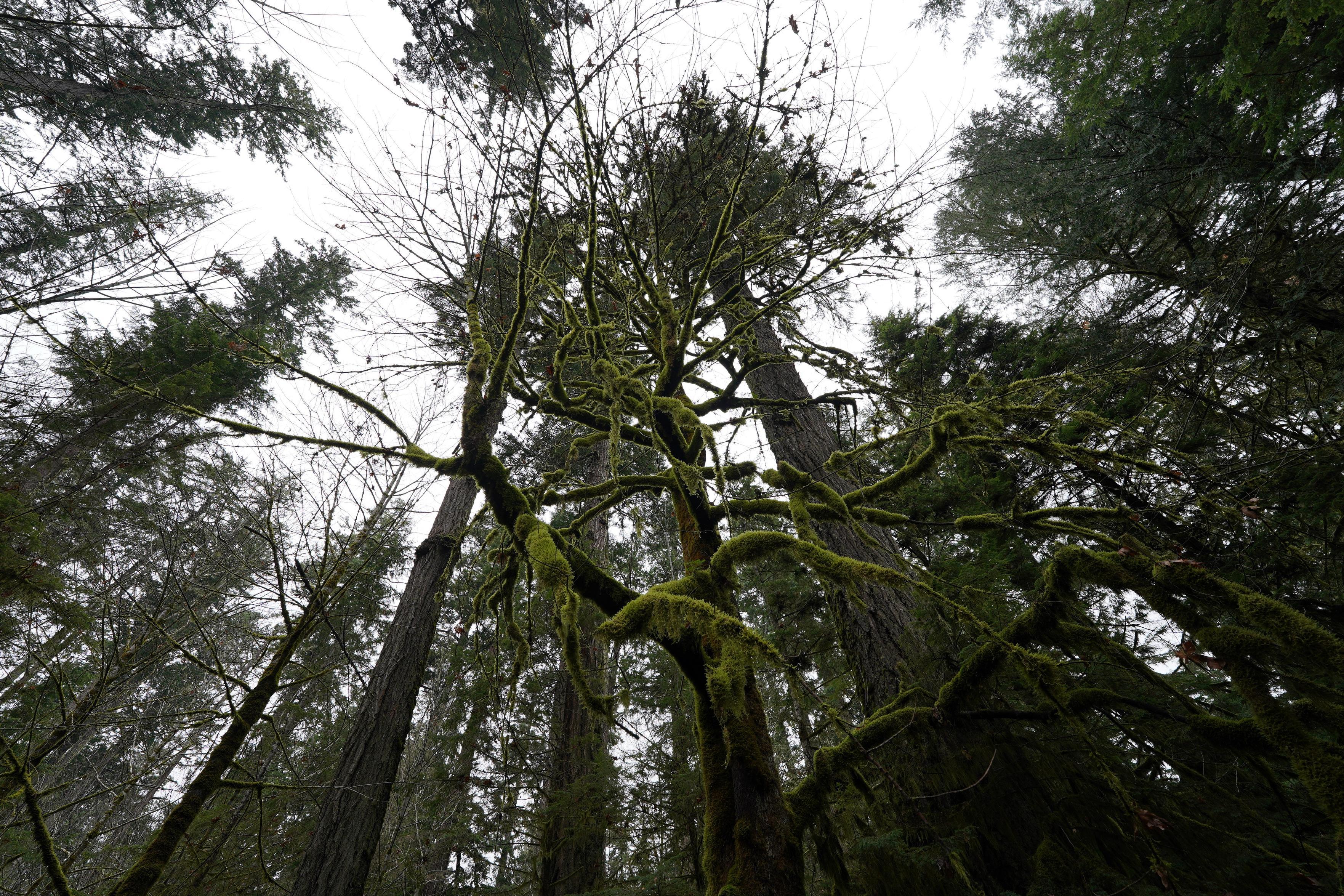 Spent the first day of 2026 with some very big trees. | NodeBB Community