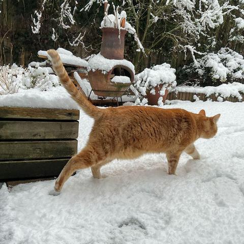 A garden covered in a layer of fresh snow, a red cat is walking through it with a determined stance.