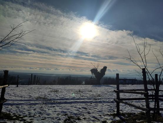 Foto gegen die Sonne. Man sieht eine Wiese, die von Schnee bedeckt ist. Rechts im Vordergrund ist ein simpler Weiden-Holzzaun zu sehen. In der Wiese, etwas rechts vom Mittelpunkt des Fotos, sieht man einen Busch/kleinen Baum, der die Form eines Herzens oder eines Gockels hat. Die Sonne wird von Schleierwolken verdeckt. Man sieht aber dennoch auch blauen Himmel. Im Hintergrund sieht man am Horizont entlang Wolken und weit entfernte Landschaft.