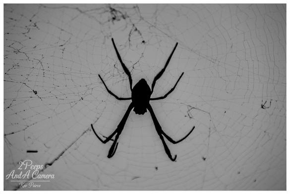 A black and white, high contrast close up photograph of a spider silhouetted against its intricately spun web.

The spider, centered in the frame, is a dark, sharp outline against the bright background, emphasizing the delicate structure of the web.