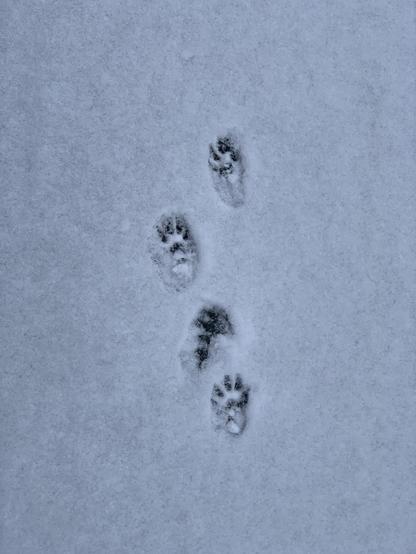 Fußabdrücke im Schnee, die eine Spur von Tierpfotenabdrücken zeigen. Die Umgebung ist mit einer glatten Schneeschicht bedeckt.