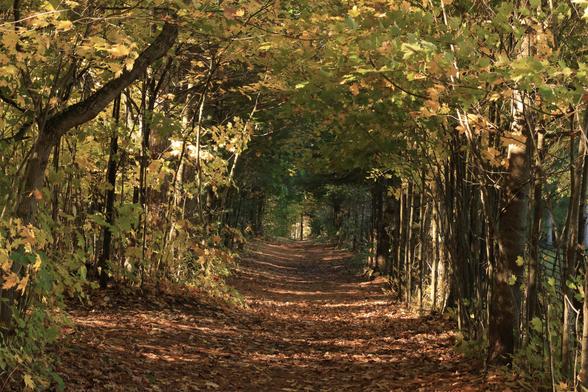 This a landscape format photo taken on a hiking trail during the autumn season.  The trail follows a fence line on the right with younger trees growing on this side. The left side of the trail is a forested area with a mix of younger and more mature trees. The branches from both sides overhang the middle of the trail forming an archway,  creating a "tunnel effect" as you look down the trail. The leaves above are just starting to turn colour, with many leaves having already fallen onto the trail's surface.