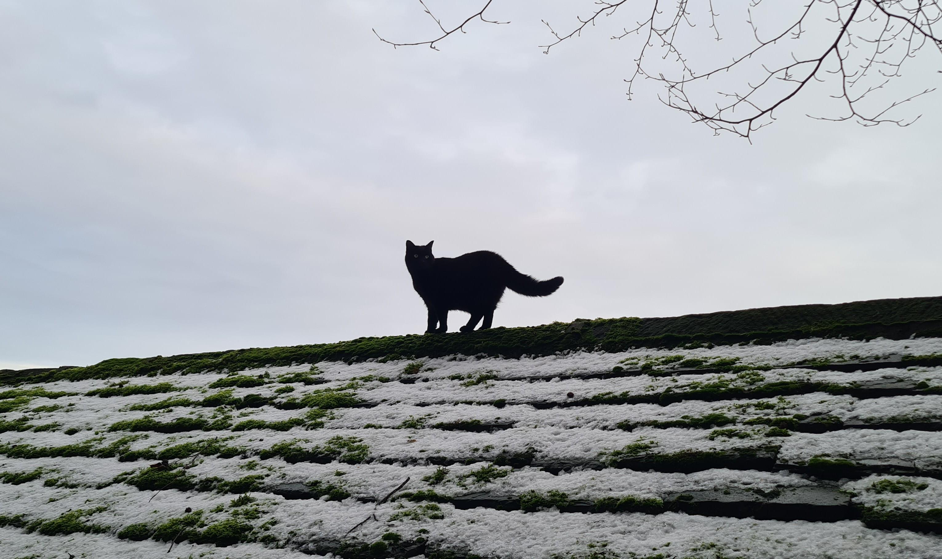 A black cat standing on the ridge of a shallow sloped roof. The roof is made of large stone flags, which are lightly covered in snow. Moss peaks through the snow in patches, revealing colour in an otherwise almost-black-and-white image. The cat is side on to the photographer, his full physique and fluffy tail on full display, but he's turned his head back to look at the camera because he's a poser.