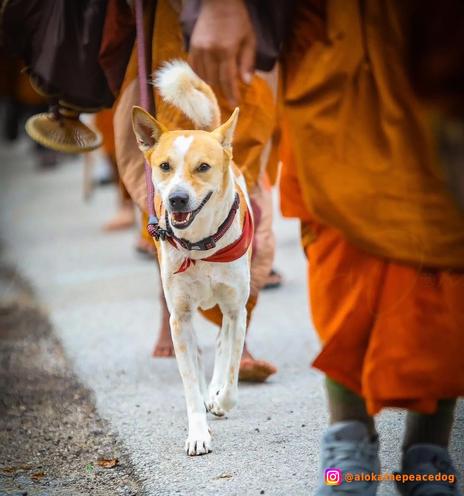 Aloka the dog walking beside a group of Buddhist monks on their long-distance peace pilgrimage across the USA. Aloka, a stray dog from India has become an unlikely global sensation by accompanying a group of Buddhist monks on their long journey across the United States.