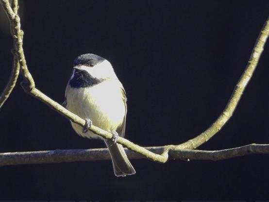 A tiny black and white bird on a branch. 