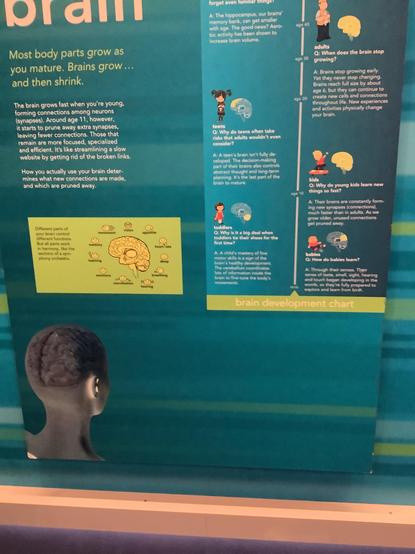 the #brAIN GROWS FAST WHEN YOURE young formingconnections among #neurons synapses around age 11 however it starts to prune away extra