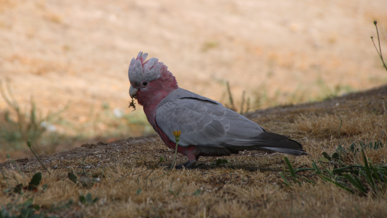 A young galah standing in shade, looking sideways at the camera as they daintily nibble a tiny clump of uprooted grass by a single strand of root