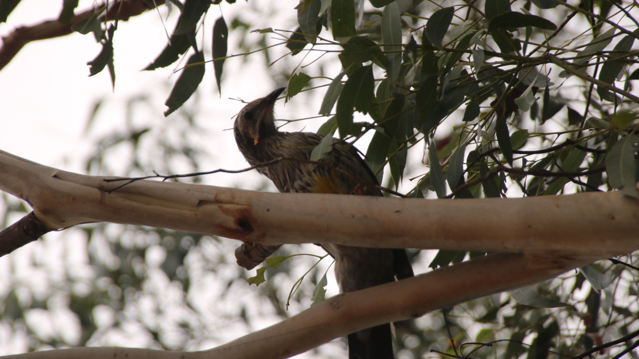 A yellow wattlebird in a gum tree cranes their neck to look at some leaves, presumably hunting for dinner