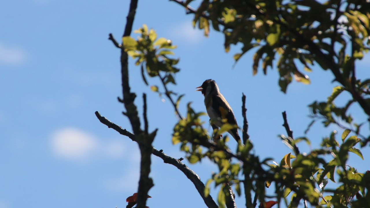 A goldfinch seen through the upper leaves of a plum tree, beak open while singing against a blue sky
