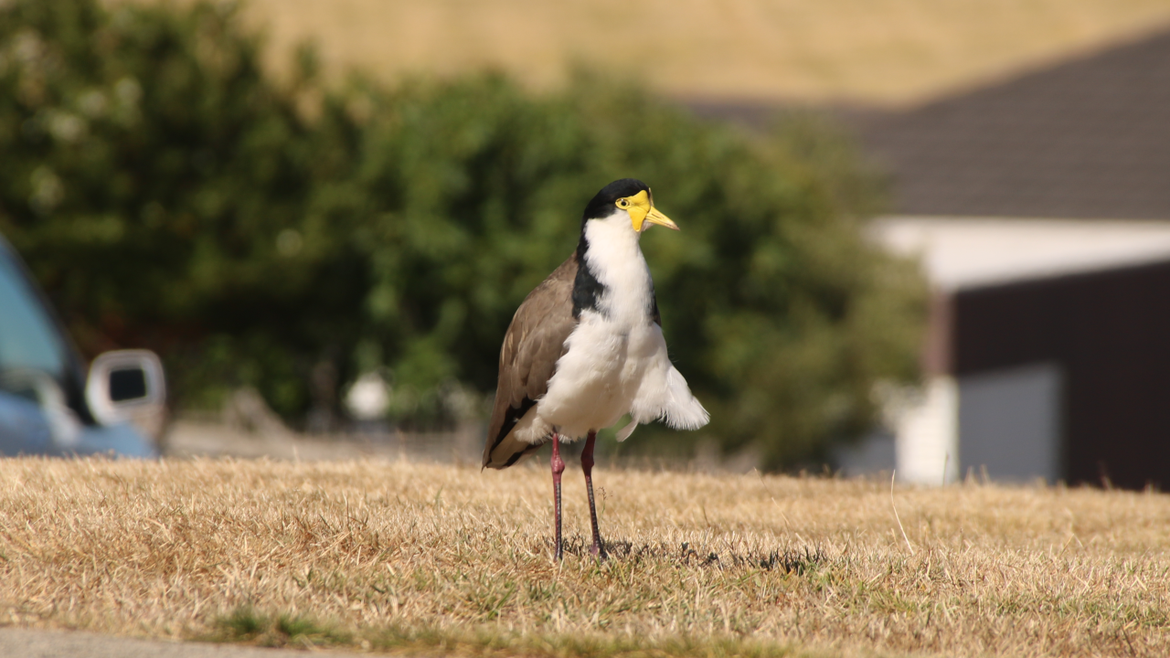 A masked lapwing stands on short grass, seen from a front 1/4 angle, with the wind blowing some of their breast feathers out perpendicular from their body