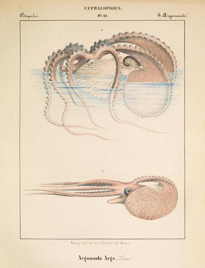 Plate of cephalopod by Vérany