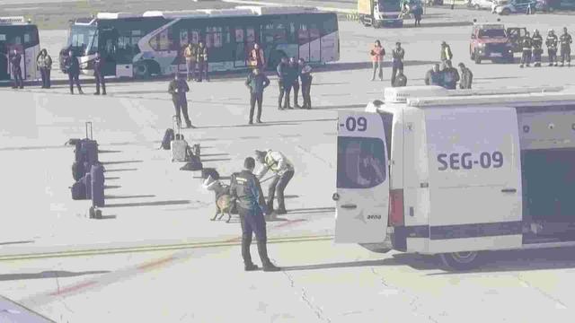 Gossos ensinistrats per trobar explosius escorcollant els equipatges del vol TK1853 de Turkish Airlines (Reuters)