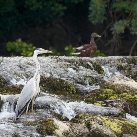 Un héron et une cane colvert regardant dans la même direction, à proximité l'un de l'autre sur le barrage de St-Yrieix-sur-Charente