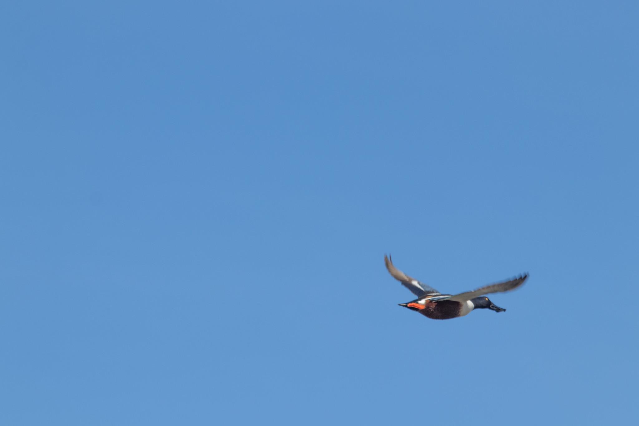 Just look at this flashy bird zipping through the deep blue sky.  Its tail is bright orange, bordered with white.  Its head is deep black, bordered with white.  Its nose is squiggly.  Makes you think of Jimmy Durante.  Its bright eye twinkles.  Is it orange too, or orange and white?