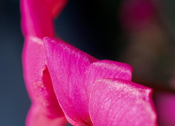 pink petals