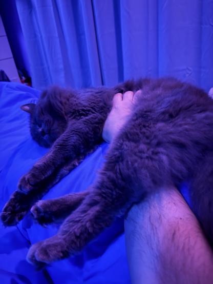 Benny, a long haired silver grey cat, laying partly rolled onto his back on a blue blanket. An arm (mine) is reaching from out of frame to scritch his tummy, and he’s got one leg thrown over the arm.
