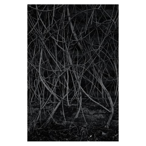 Schwarz-weiß Foto einer Rank-Pflanze. Es ist Winter und sämtliche Blätter sind abgefallen. Nur die hellen Ranken heben sich deutlich vor dem dunklen Bretterzaun ab, an dem sie im wilden Chaos empor klettern. 