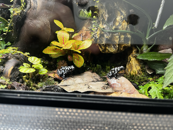 Es ist ein Regenwaldterrarium mit zwei Pfeilgiffrösche Art Peña Blanca 