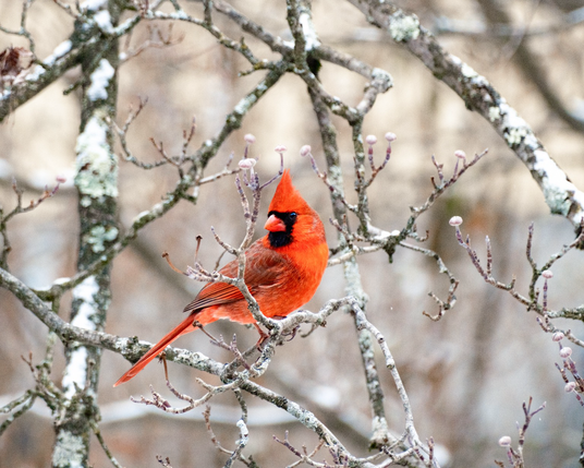 A bright red male Northern Cardinal perches on a lichen-covered branch, facing left. Bare twigs with small buds surround it against a softly blurred winter woodland background.