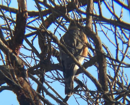 A sharp-shinned hawk in my plum tree.  Probably watching the neighbor's bird feeeder.
Taken with an iPhone i11 and a cheap add-on telephoto lens.