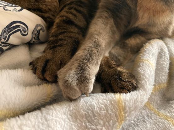 Cat paws