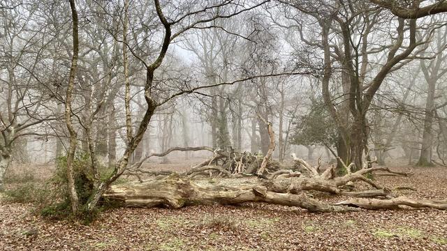 A cold and misty winter woodland scene featuring dormant Birch, Beech and Oak trees, as well as decaying, fallen trunks and timber piles.