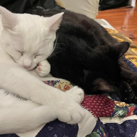 a white cat and a black cat sleep leaning into each other