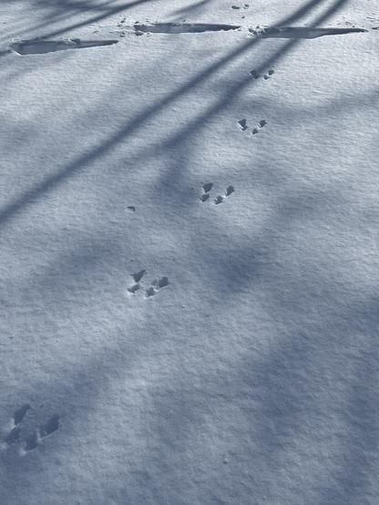 bunny tracks in the snow

they make a distinctive pattern of four holes close together, two large holes in the back, two small ones in the front