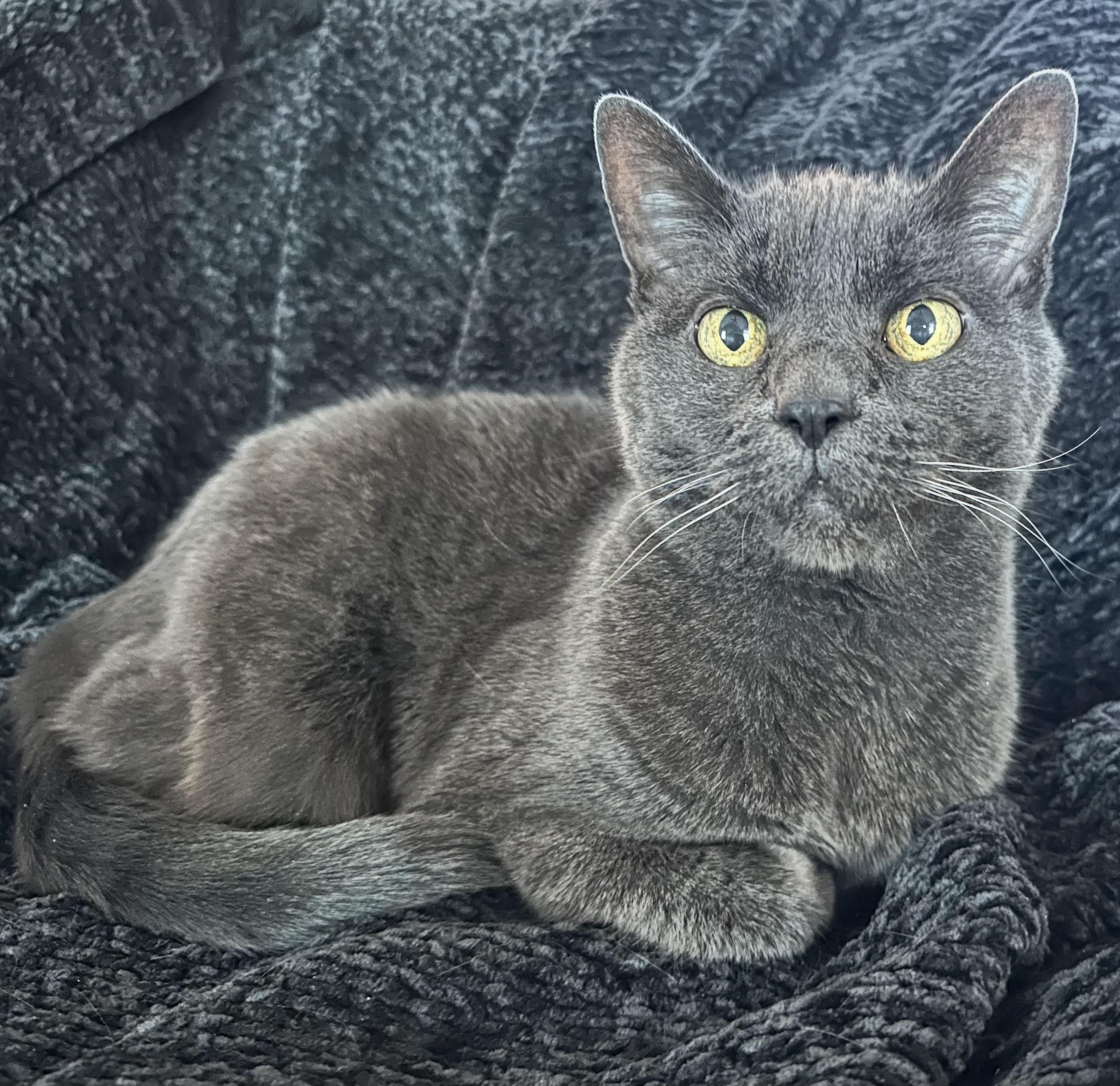 Image of my cat, Willow, on a black fuzzy blanket. Willow is also black and fuzzy.