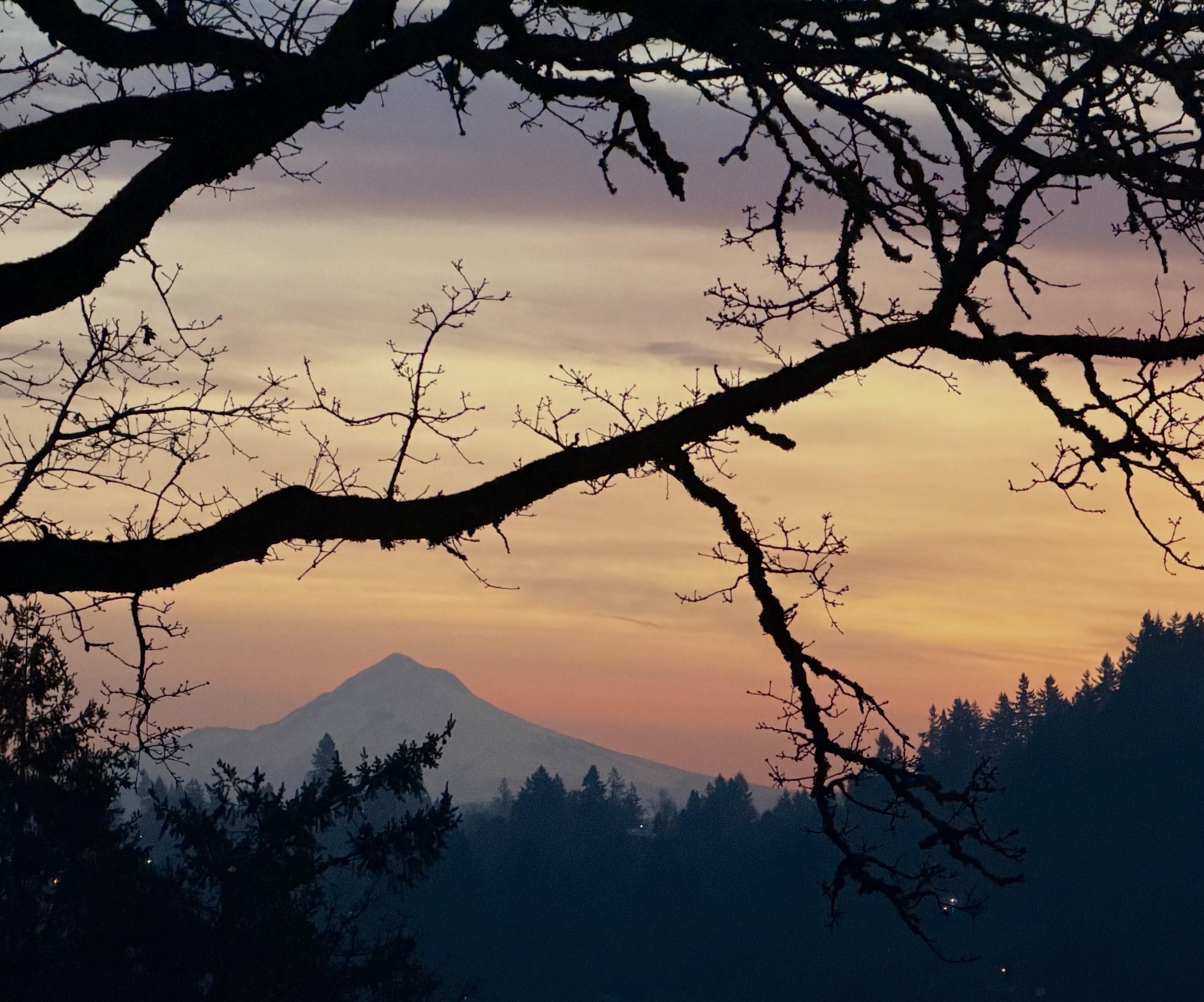 The top of a mountain peaking through a pink misty sunrise, surrounded by trees, both close up and far away.
