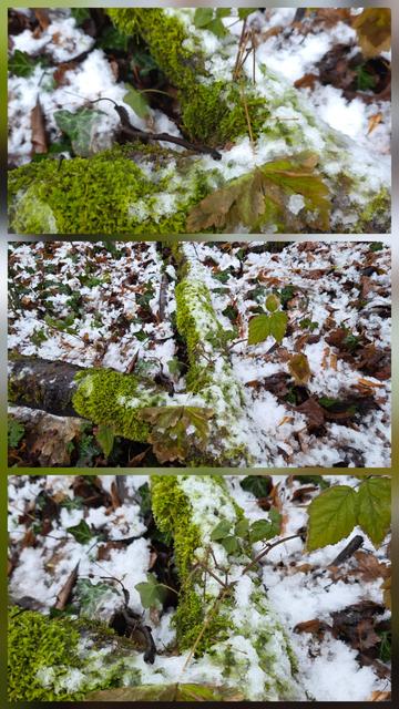Totholz mit grünem Moos bedeckt im Schnee - 3 Blickwinkel

Dead wood covered with green moss in the snow - 3 perspectives