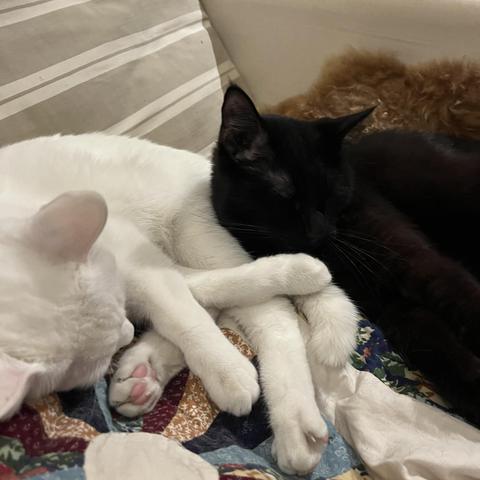 a white cat and a black cat sleep together on a couch; the white cat's legs are all jumbled up