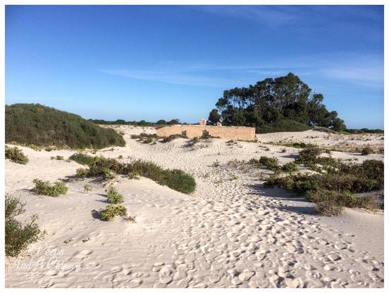A wide landscape photograph capturing the limestone ruins of the Old Telegraph Station in Eucla, partially buried by white sand dunes.

The weathered stone walls stand against a clear blue sky, surrounded by sparse green coastal vegetation and a cluster of taller trees in the background. The foreground is filled with textured sand showing footprints and ripples.