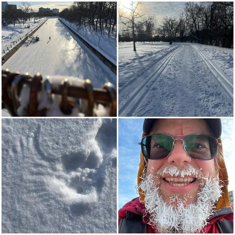 Grid of four photos:
1) Looking south on from the Corktown bridge over the Rideau Canal skateway, with some skaters visible, and some out-of-focus love-locks in the foreground.
2) Snowy pathway with ski tracks on either side of it,through parkland with some bare trees, and the sun in a lightly cloudy sky on the top left.
3) Impression in the snow of left wing (probably) from an owl grabbing a small animal.
4) Selfie of a white bearded man with glasses, a black ball cap with Canadian and Ukrainian flags on it, an orange hoodie, a red outer coat, and a beard covered in ice.