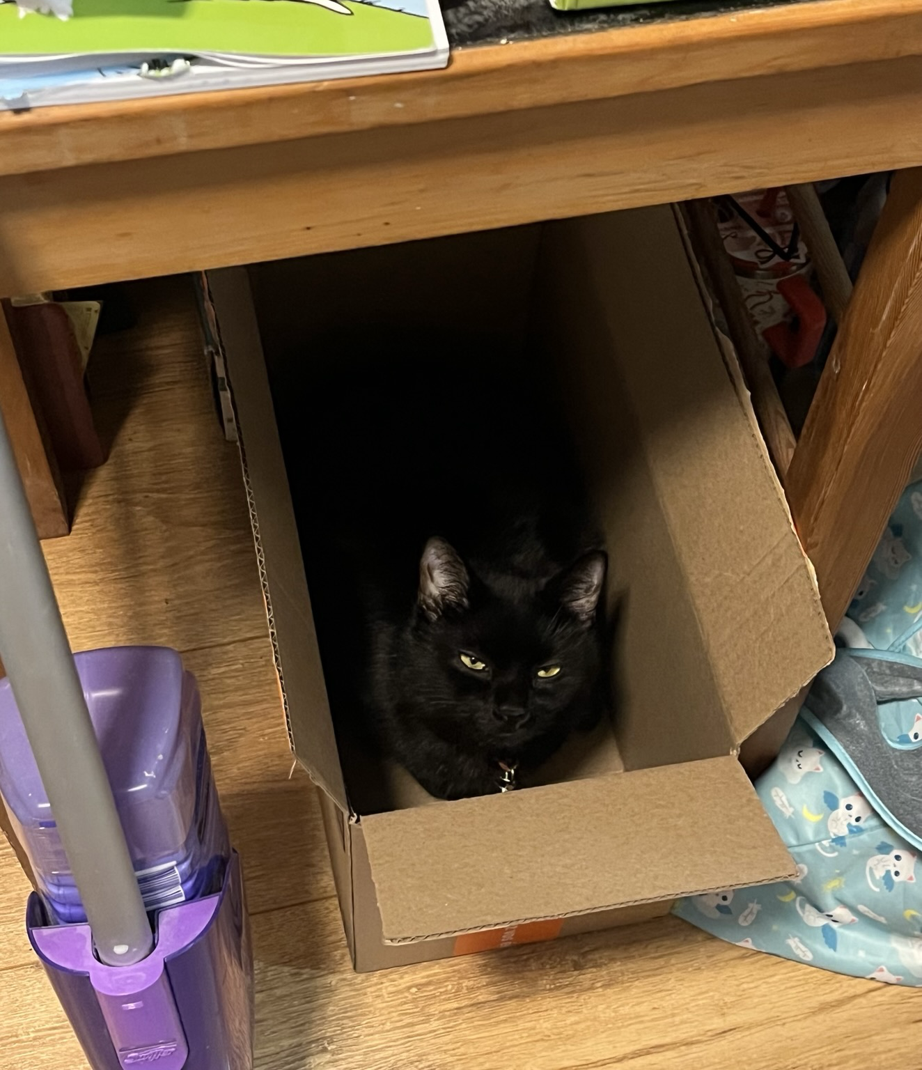 Black cat rests in box