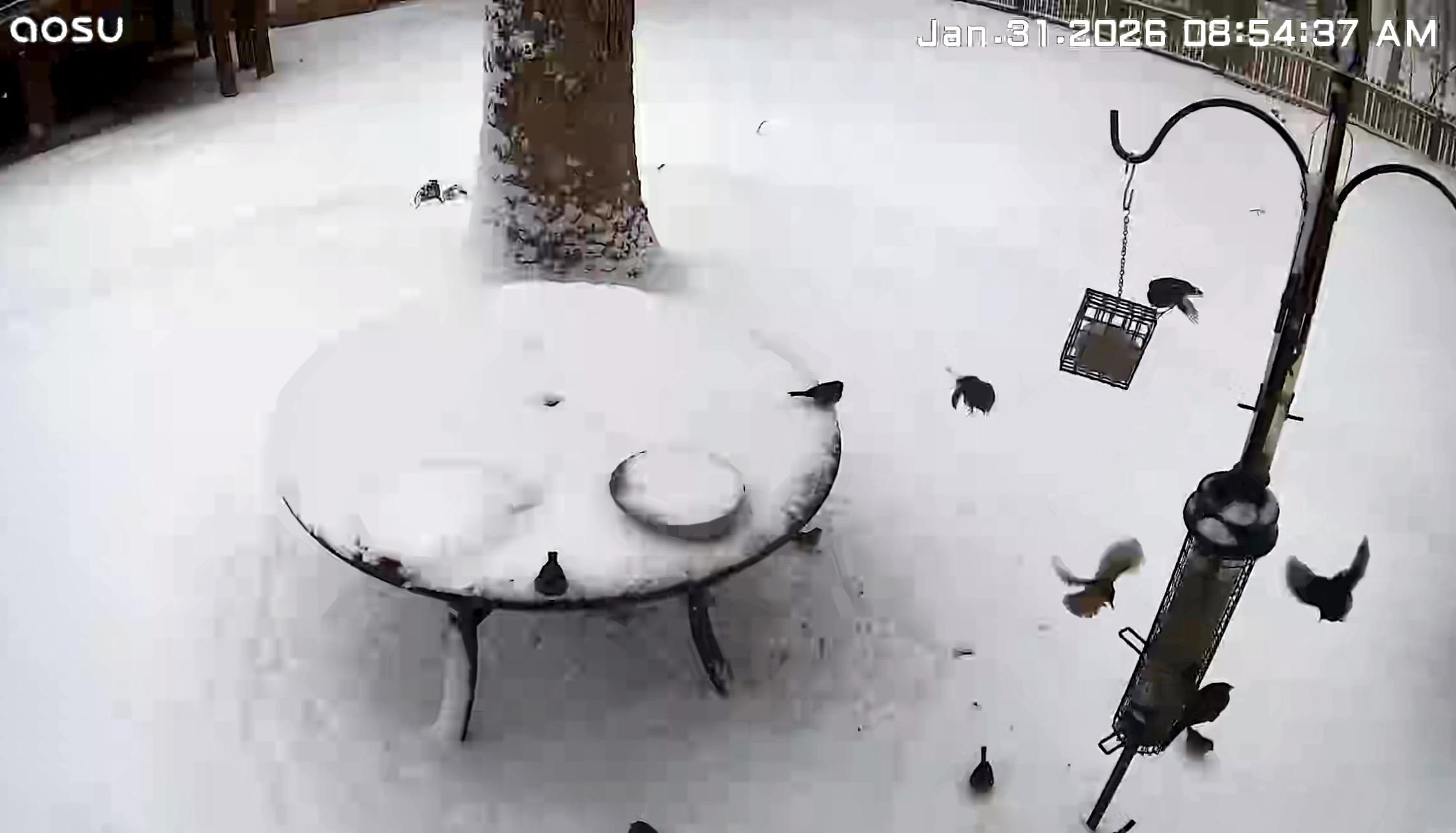 Screenshot from my crittercam in the yard showing a couple inches of snow and lots of birds eating from our feeders.