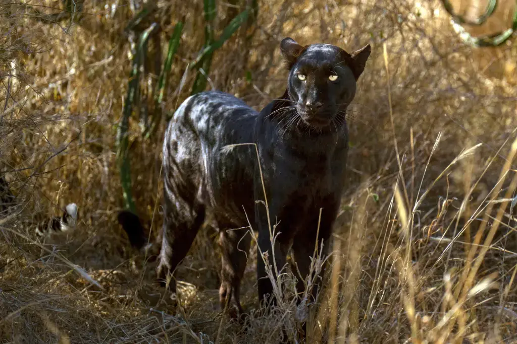 A rare black leopard at the Laikipia wildlife conservancy, Kenya. The photographer said: “This is a seven-year-old black female leopard called Giza. She’s very famous as she’s so bold and beautiful. It’s been an ambition of mine for several years to photograph her for my forthcoming leopard project, and wow what an experience it was. She took my breath away the first time I saw her – probably the most beautiful cat I’ve ever seen, and I have seen a lot”