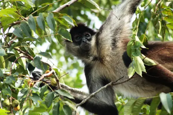 Spider monkeys on a tree sharing info.
