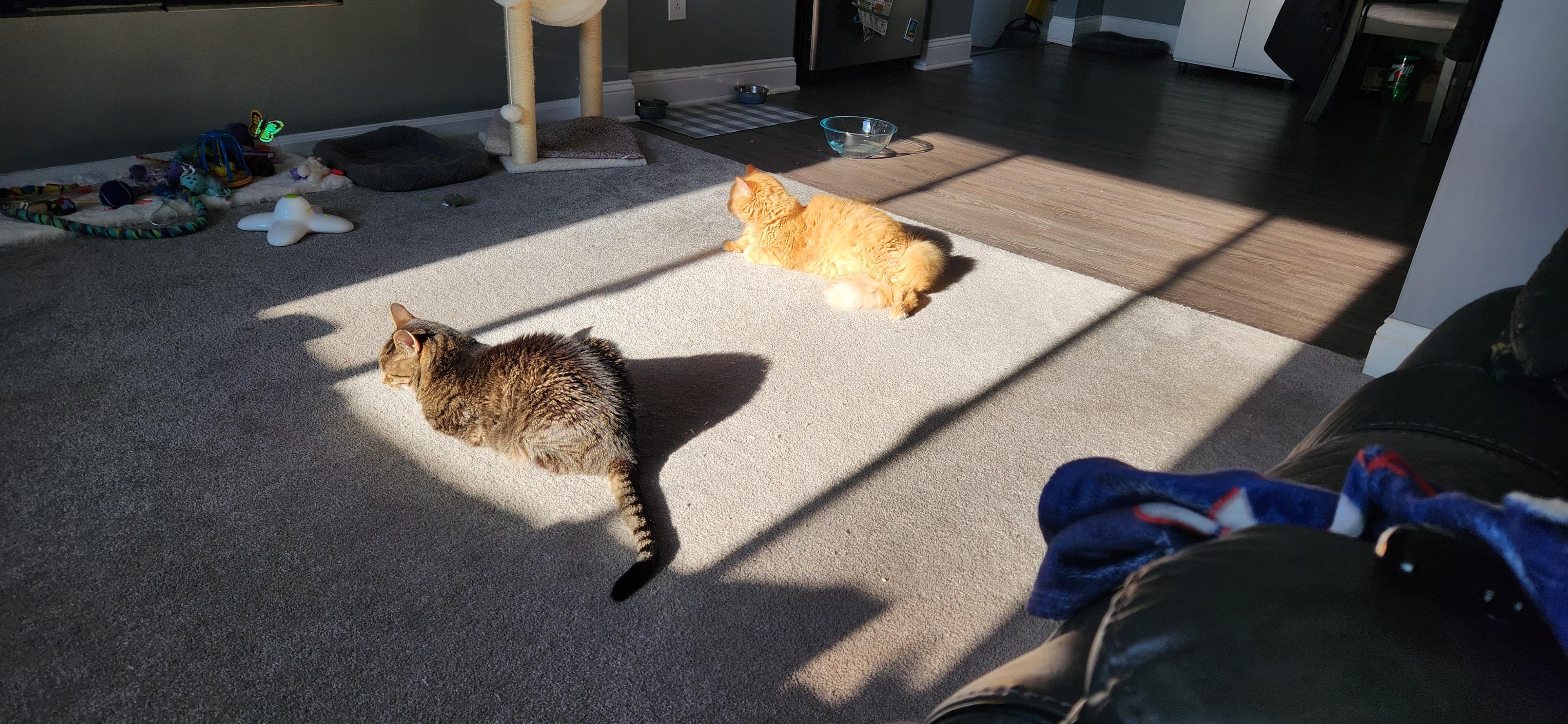 A tabby and an orange domestic longhair cat sunbathing on the carpet.