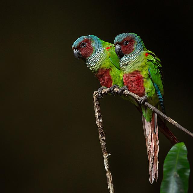 Aves do Brasil (@avesbrasil@mastodon.social)