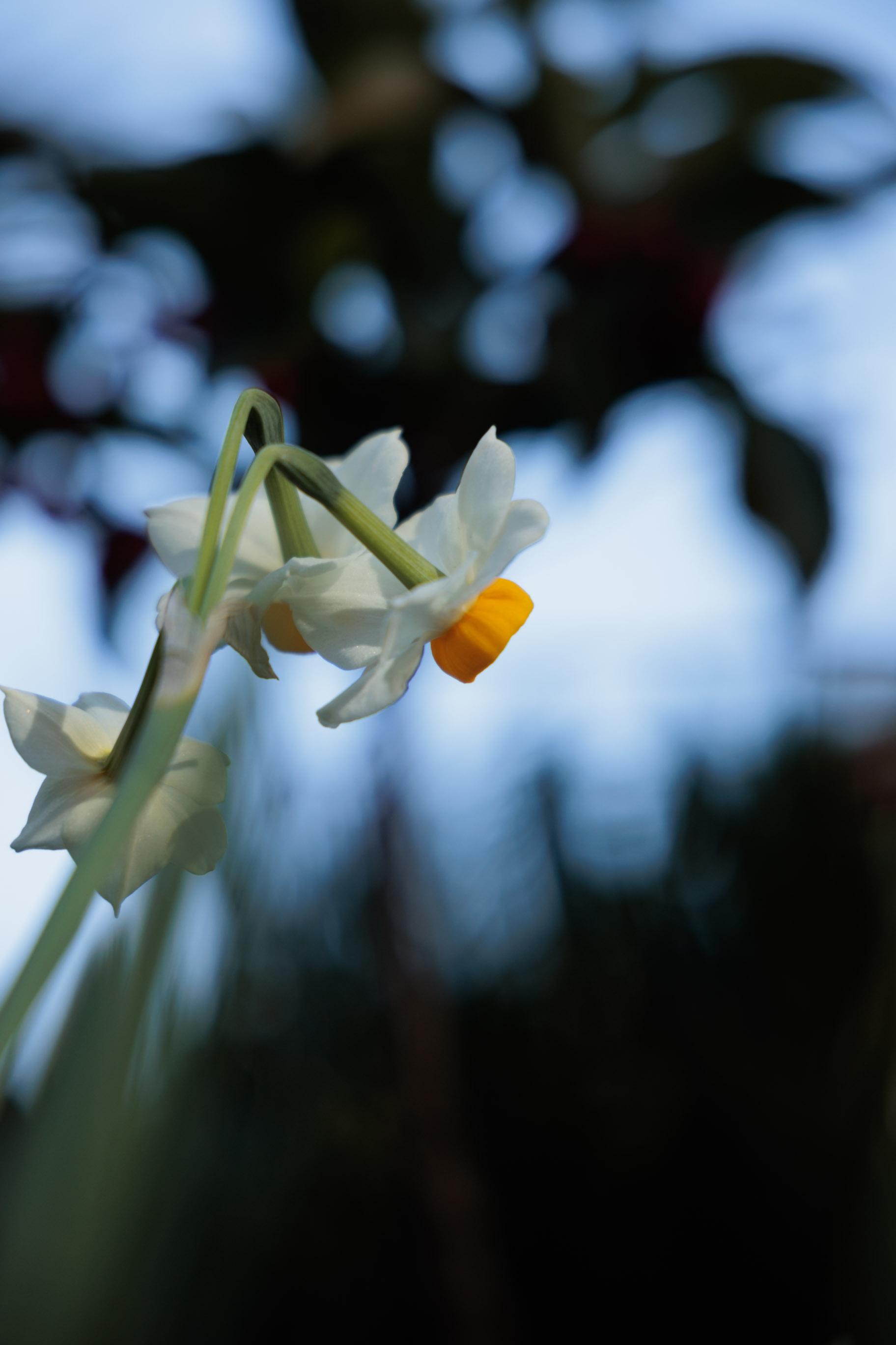 A close-up of a delicate white daffodil blossom with a bright yellow center, set against a softly blurred green backdrop.