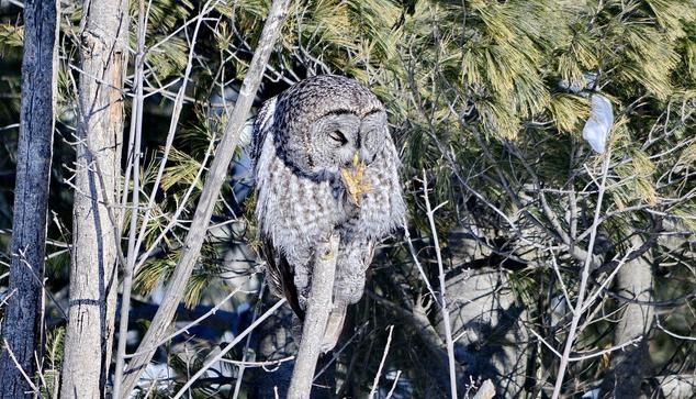 Great Grey Owl in Ontario, Canada. Feb. 1/26