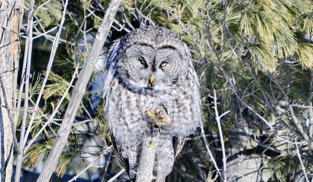 Great Grey Owl in Ontario, Canada. Feb. 1/26