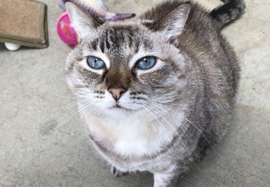 A gray tabby cat with pale blue eyes looks up at the camera, its striped fur and white chest clearly visible as it stands on a concrete floor near scattered toys.