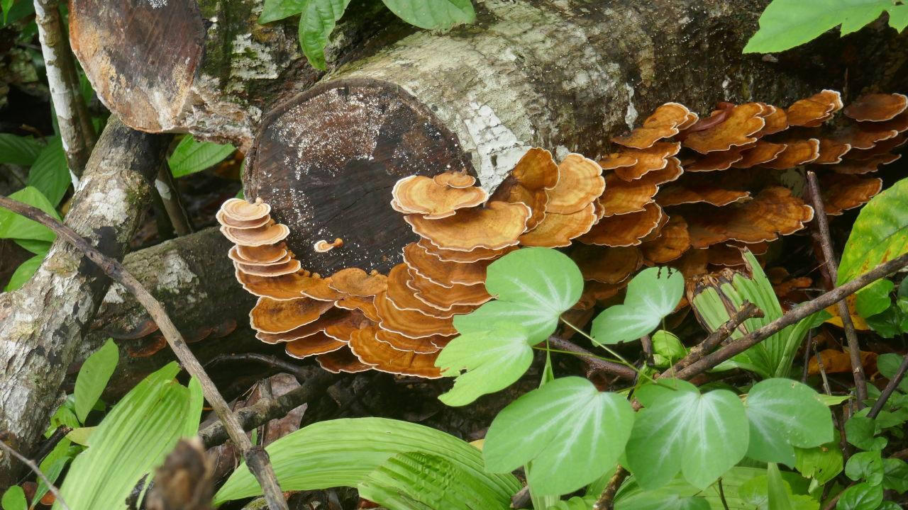 Photo of yellowish-brown semi-circular bracket fungi with a delicate white wavy edge, growing on a decomposing section of a log (cut off and left where it fell) in a rainforest habitat, with lush green leaves all around.